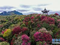 百里杜鹃 花开成海
