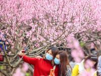 春花烂漫
