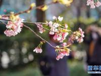 上海静安雕塑公园樱花绽放
