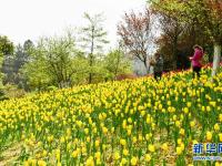 贵州龙里：龙架山花开引客来
