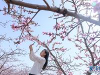 春风拂面桃花俏
