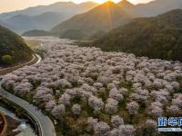 浙江绍兴：樱花谷飘香迎客来
