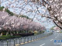 春景繁花秀
