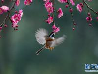 春景繁花秀
