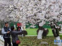 春光无限 缤纷如画
