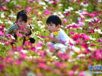 花海迎春
