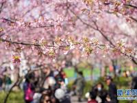 上海静安雕塑公园樱花绽放

