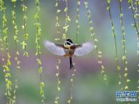 春光无限 缤纷如画
