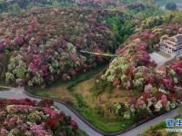 贵州百里杜鹃进入盛花期
