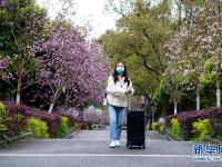 玉兰花开校园满目春