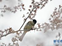 春景繁花秀
