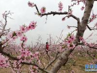 河北顺平：桃花艳 果农忙
