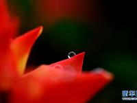 沪上雨中花
