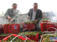 湖南衡阳：蕨菜飘香采收忙
