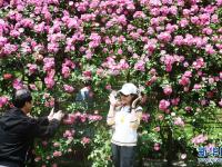 花开引客来
