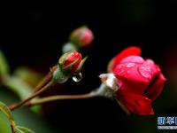 沪上雨中花
