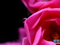 沪上雨中花
