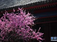 春花烂漫避暑山庄
