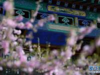 春花烂漫避暑山庄

