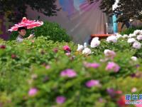 山东菏泽：富贵花迎八方客
