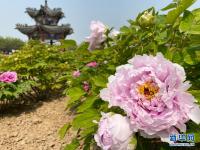 山东菏泽：富贵花迎八方客
