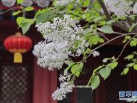 古刹花开
