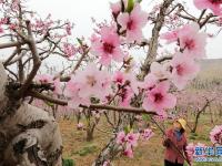 河北顺平：桃花艳 果农忙

