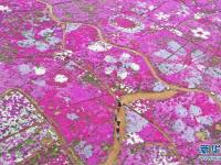 河北迁西：芝樱花海醉游客
