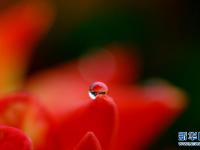 沪上雨中花
