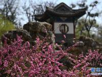 春花烂漫避暑山庄
