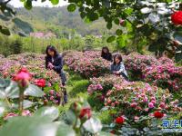 花开引客来
