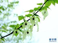 花开争艳
