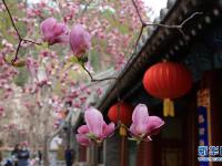 古刹花开

