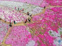 河北迁西：芝樱花海醉游客
