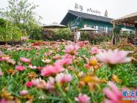 农旅融合助振兴