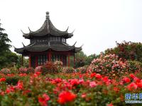 月季花开 飘香南阳
