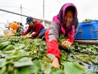 河北滦州：薯炕育秧促增收