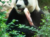 “靓仔们”的惬意生活——探访澳门大熊猫馆
