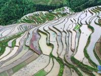 贵州从江：加榜梯田劳作忙