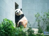 “靓仔们”的惬意生活——探访澳门大熊猫馆