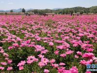 河北承德：芍药花开引游人
