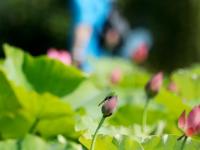湖南资兴：古村荷香引客来
