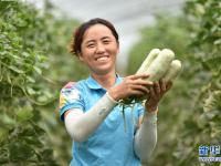 设施农业促增收
