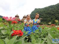 湖南张家界：夏日花海引客来