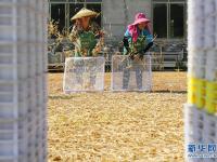 湖南祁东：黄花菜丰收富农家