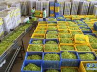 湖南祁东：黄花菜丰收富农家