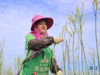 湖南祁东：黄花菜丰收富农家