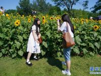夏日里的向日葵