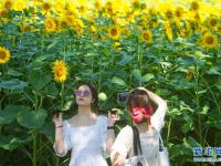 夏日里的向日葵