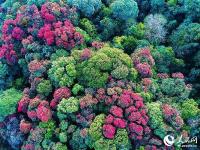 藏在北纬24度线上的野生植物“天然居室”